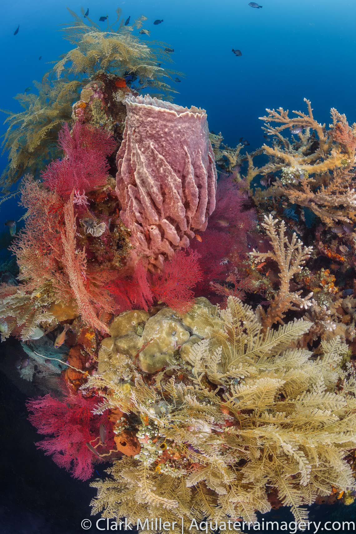 Underwater scenic