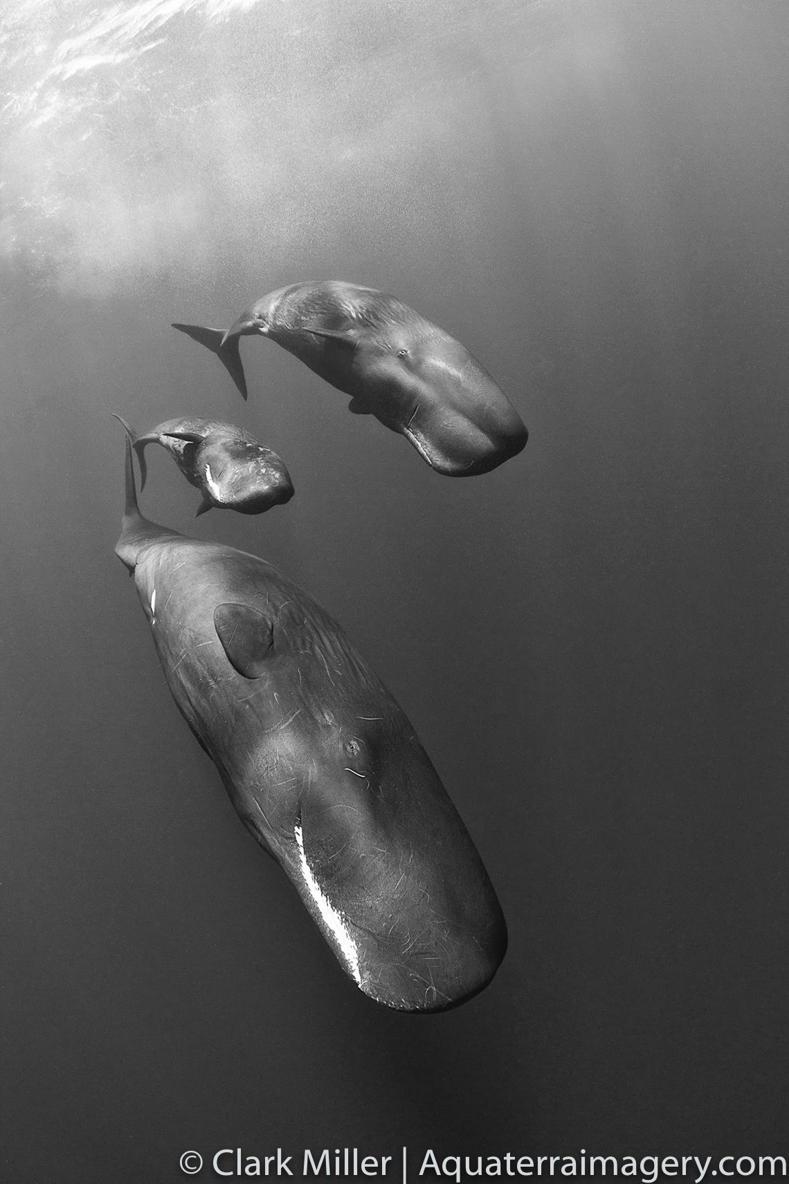 Female Sperm Whales and calf.