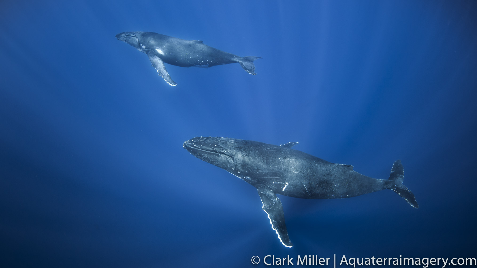  Humpback whale 3085-Edit 2 website