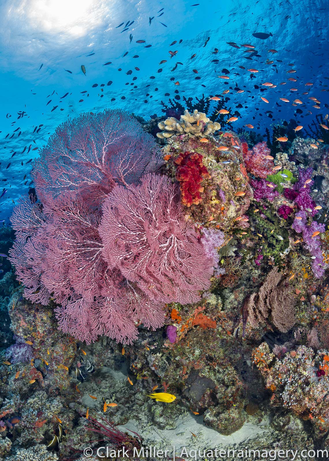 Fijian Coral Garden