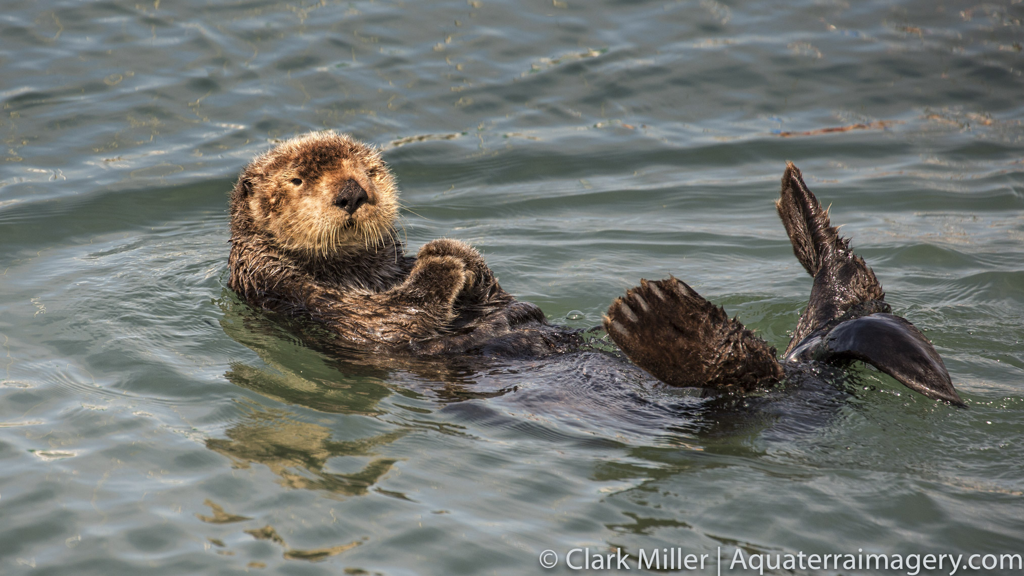  Moss Landing1049-Edit 2 website