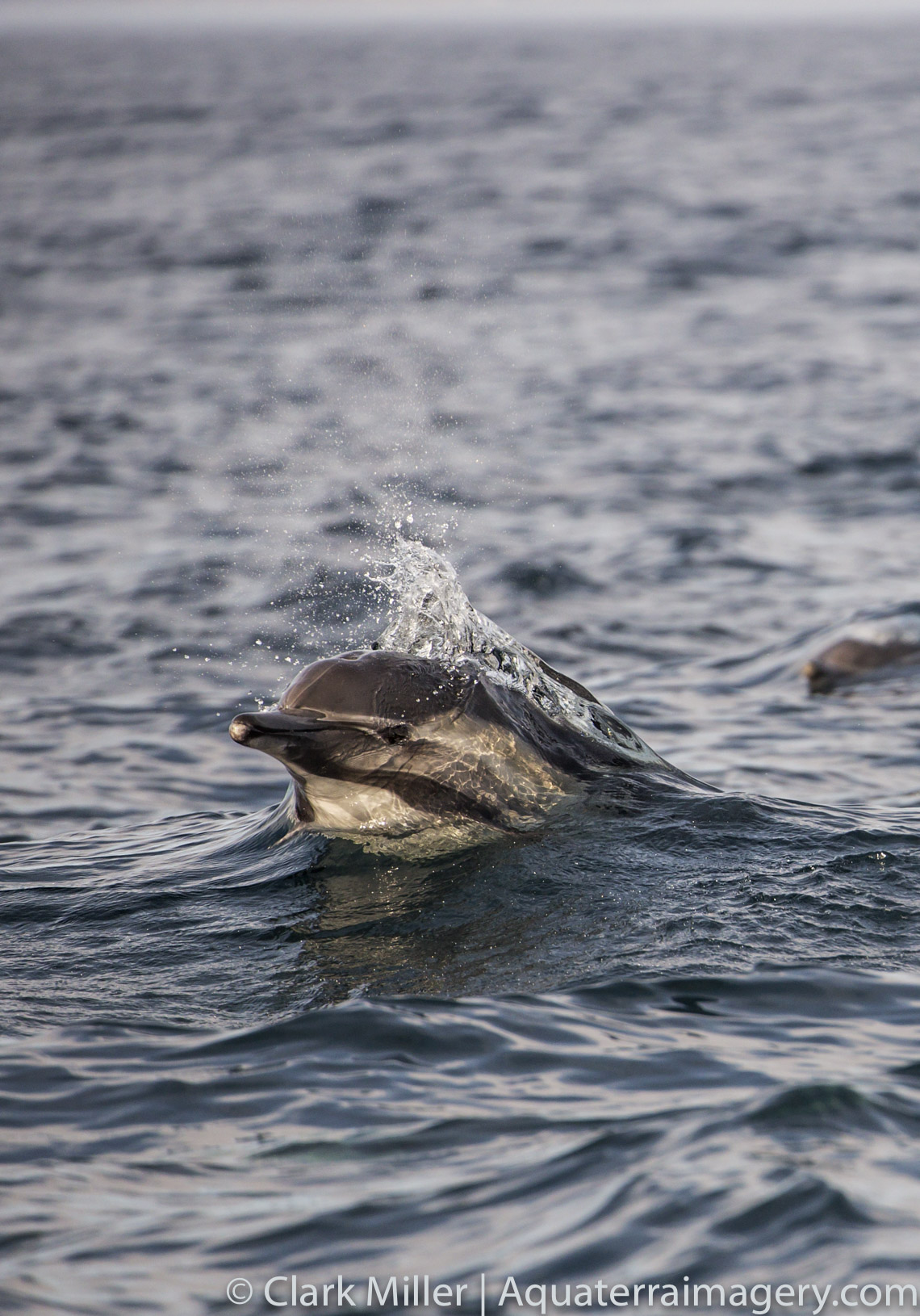  Moss Landing1298-Edit 2 website