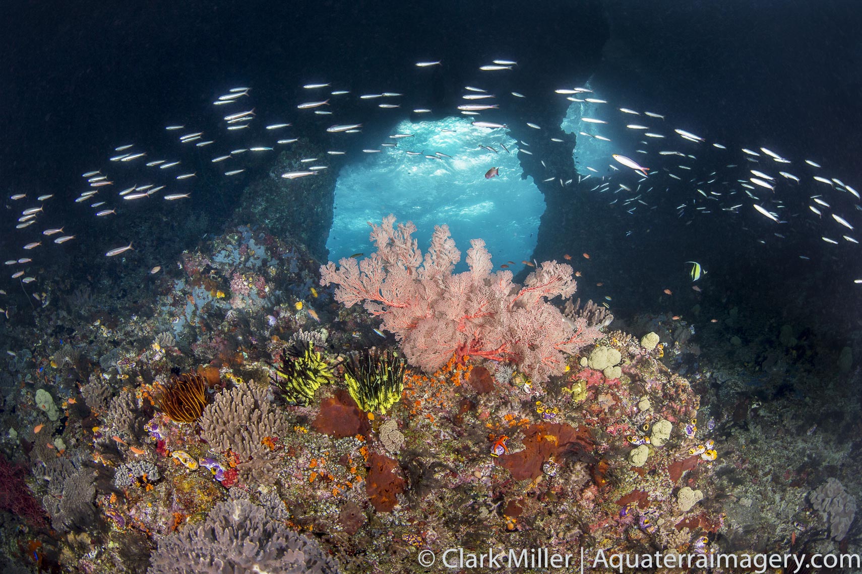  Nudi Windows Mangrove_1124 2 website