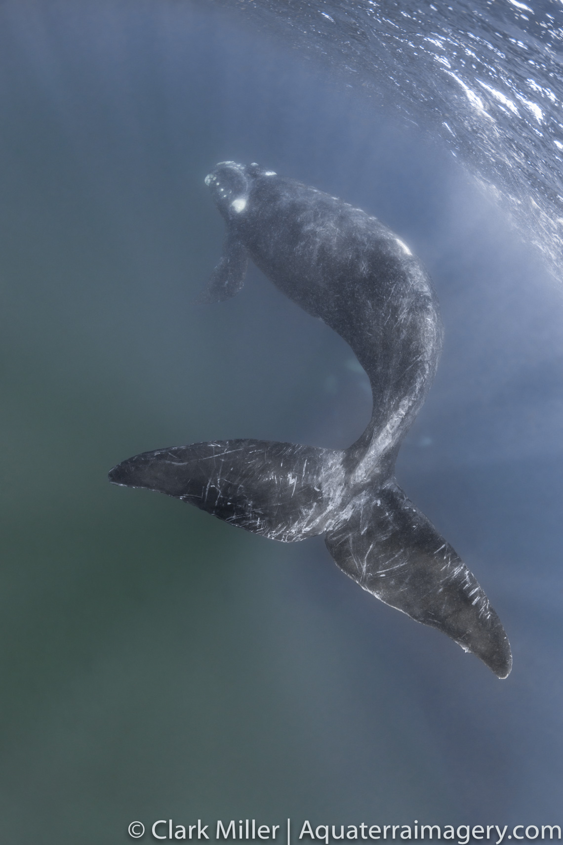  Patagonia 2016 1096 2 website