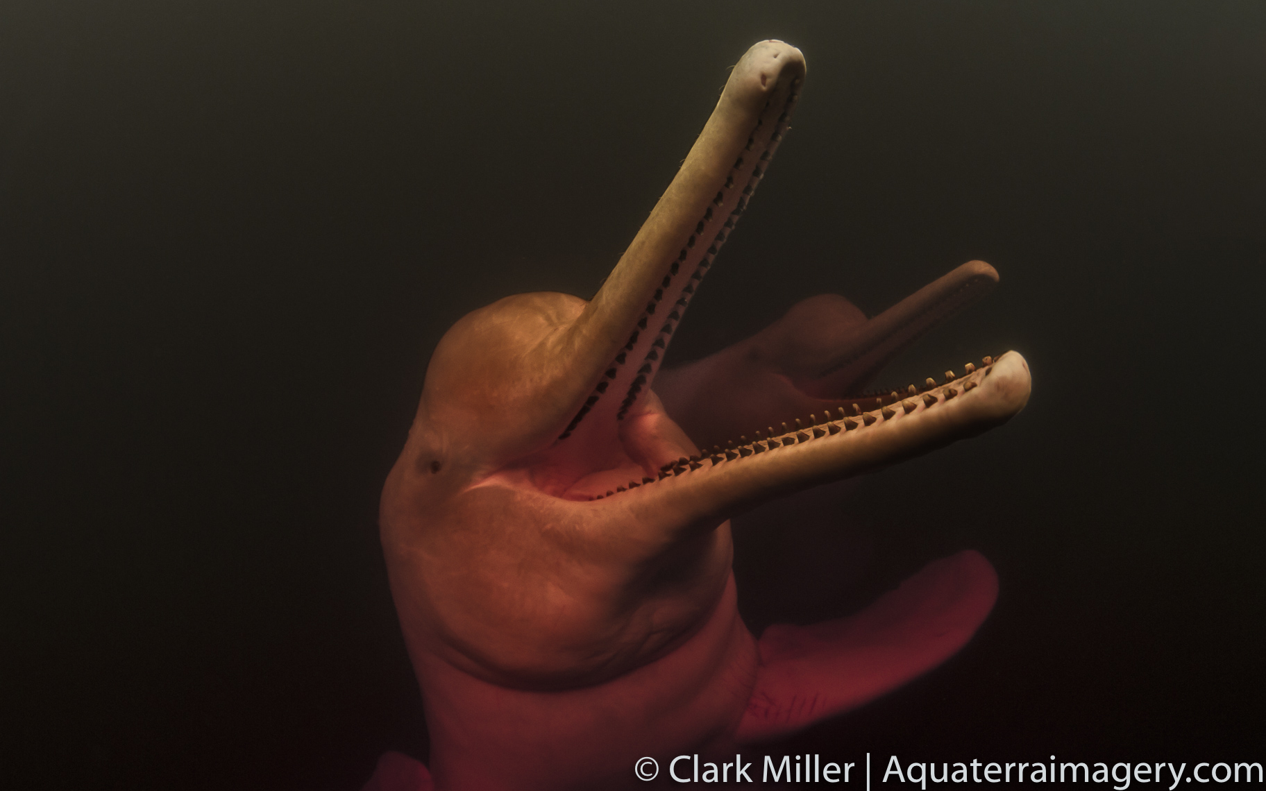 Pink River Dolphins