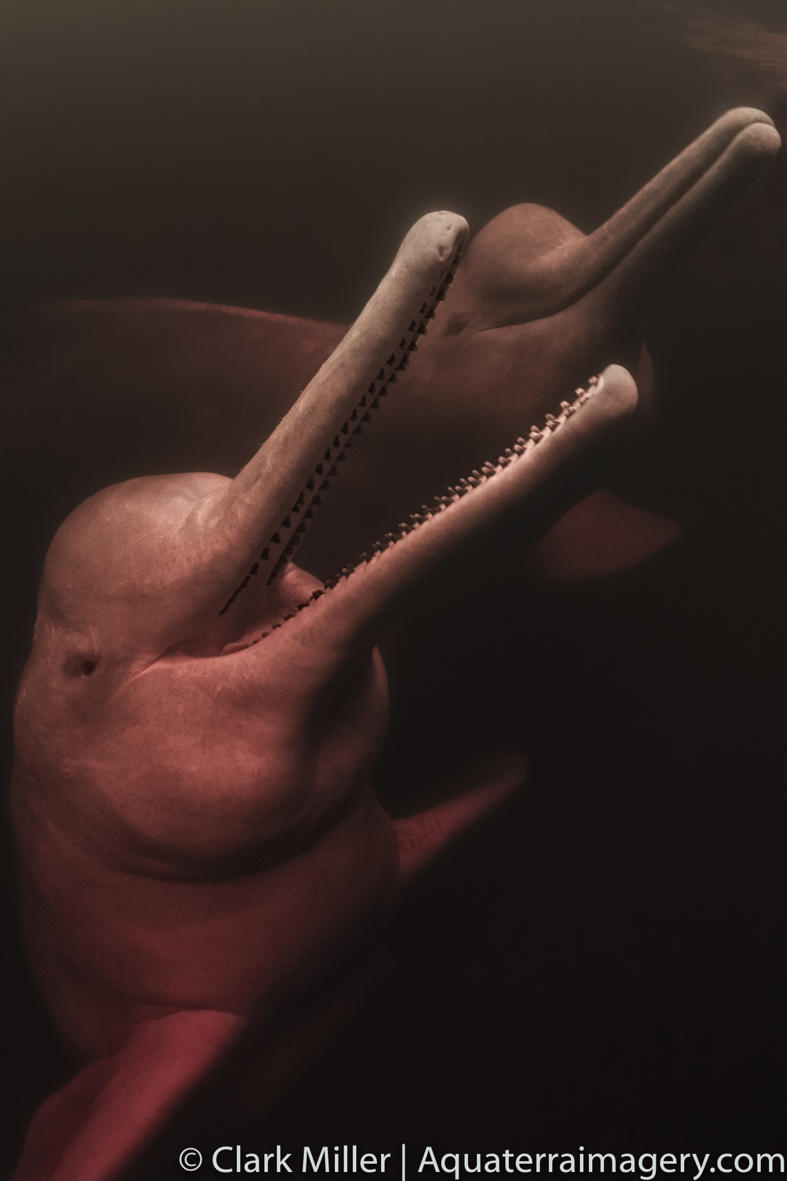  Pink Dolphin_2989 2 website