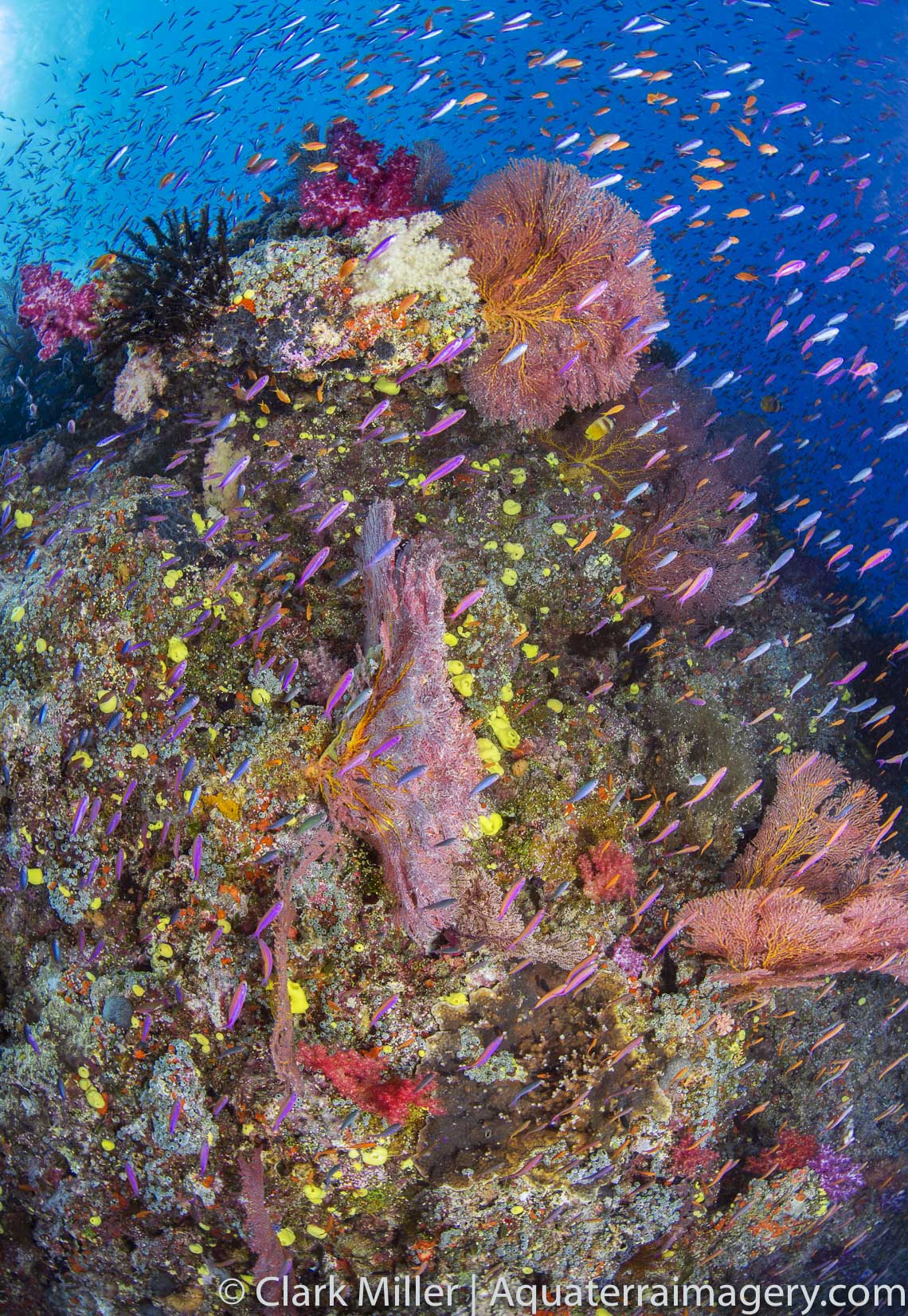 Nearly 50% of all coral reefs on earth are either dead, declining or threatened.  These coral reefs may be some of the last images before the devastating Catagory 5 Cyclone Winstone that hit Fiji in February 2016.