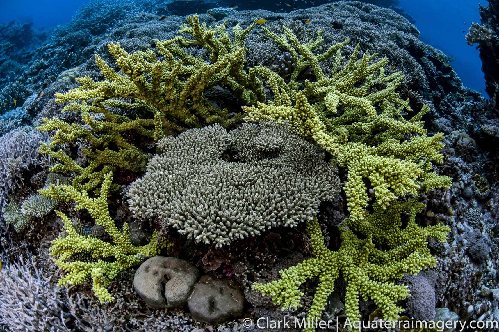  Soloman Islands Underwater 014 2 website
