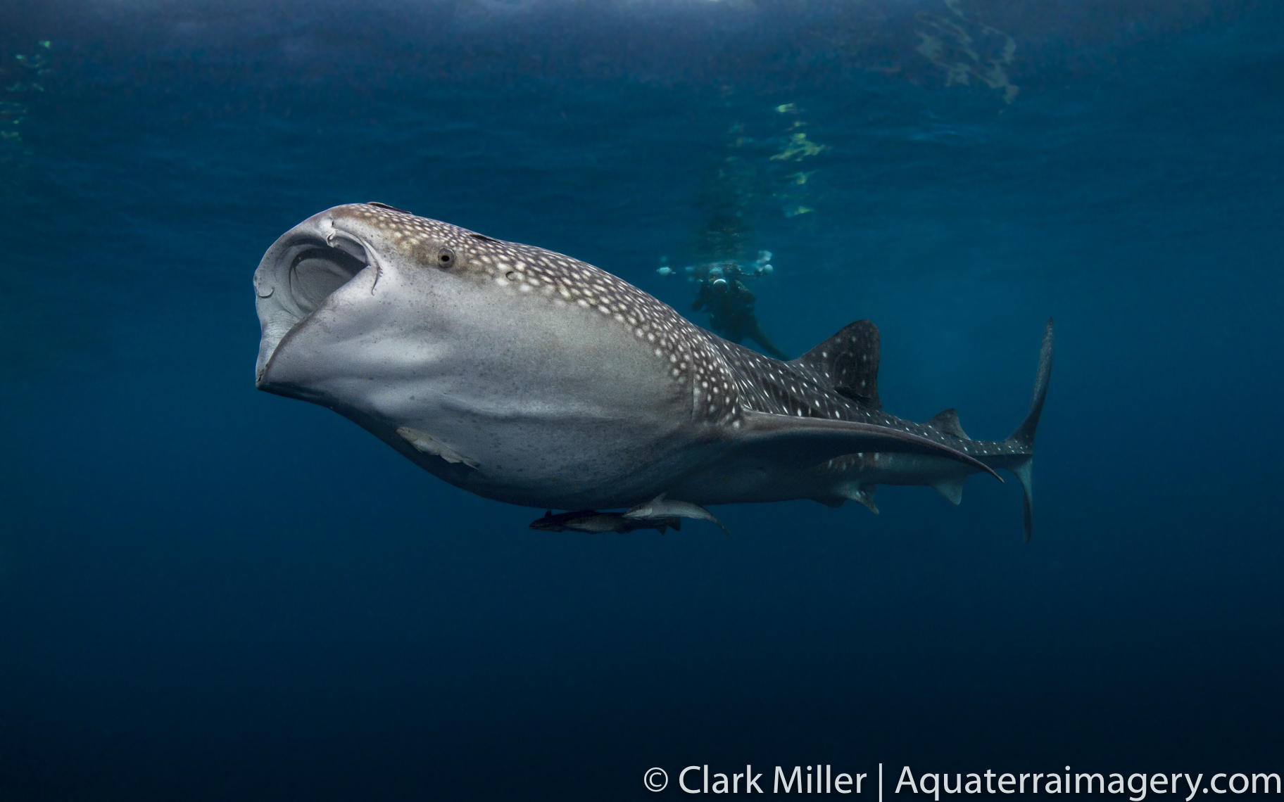  Whaleshark D2_3076-534-2 2 website