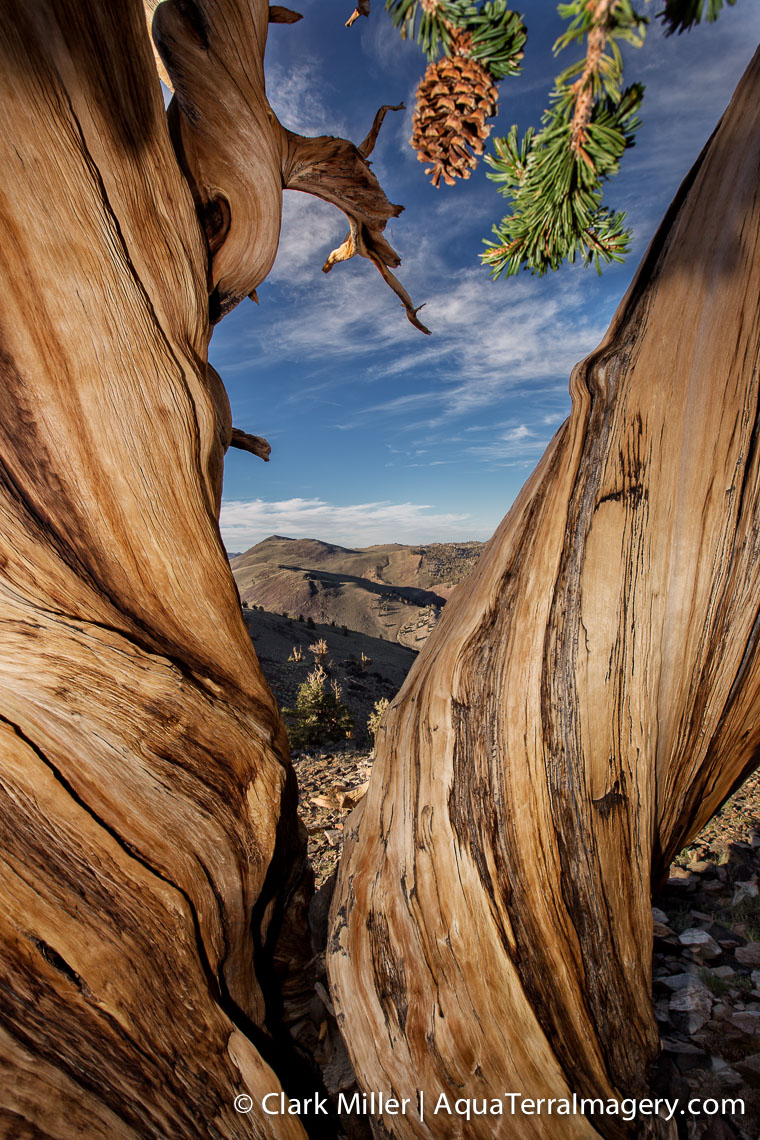 Bristlecone Pine Forest July 2014 1255 4web