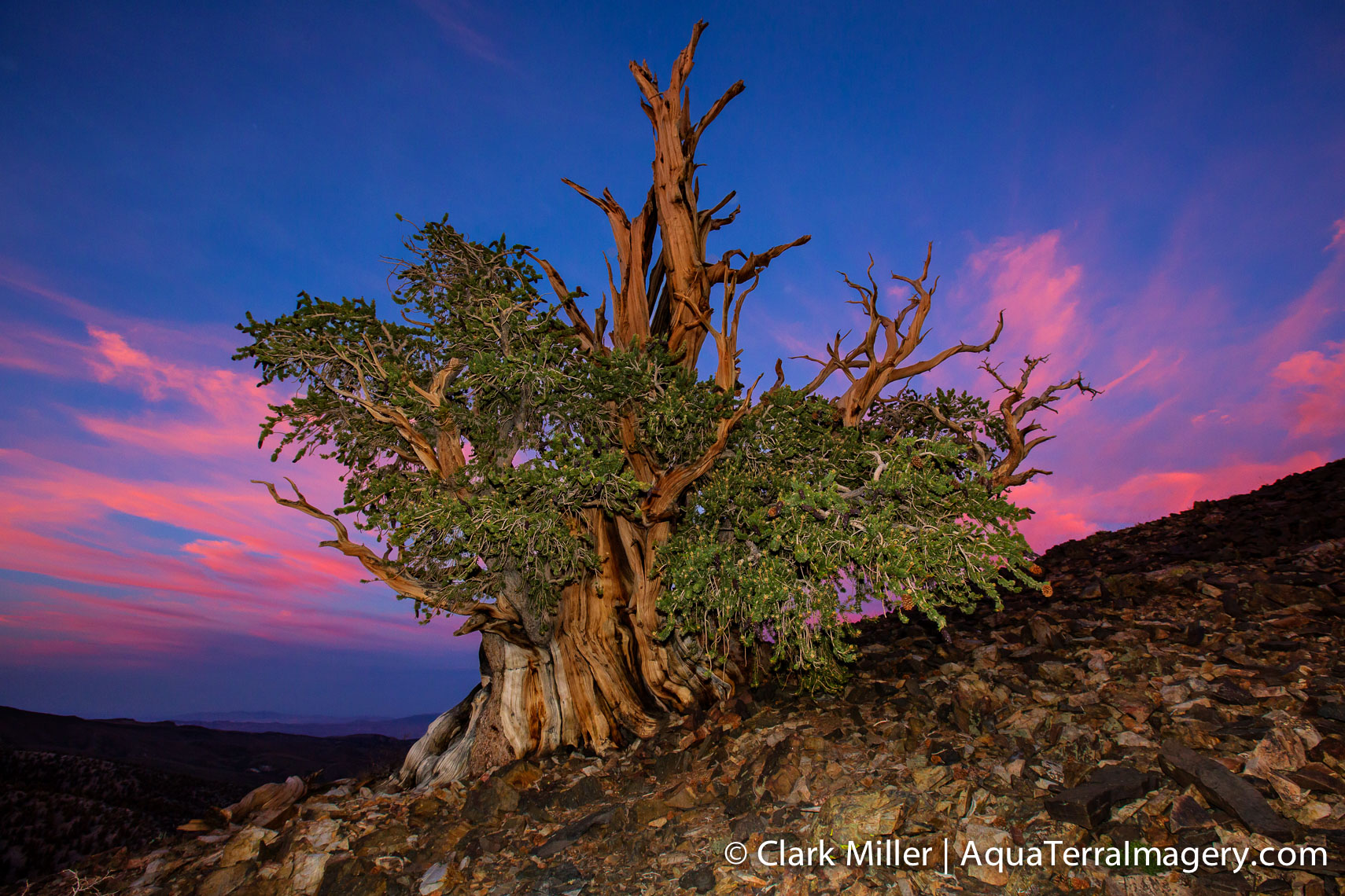 Bristlecone Pine Forest July 2014 1320-2 4web