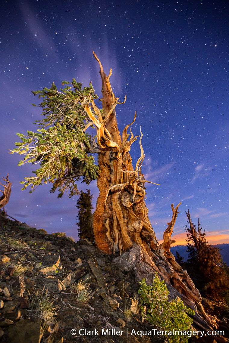 Bristlecone Pine Forest July 2014 1335-2 4web