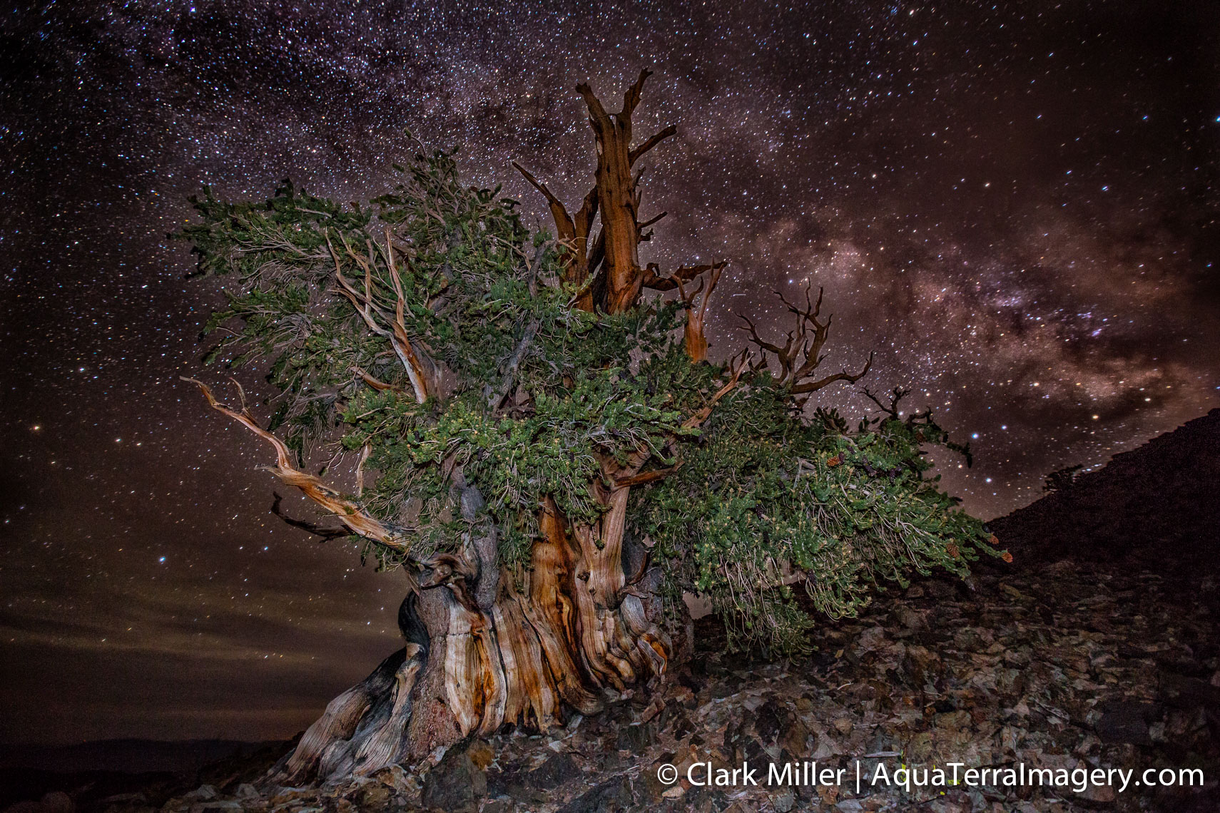 Bristlecone Pine Forest July 2014 1350-2 4web