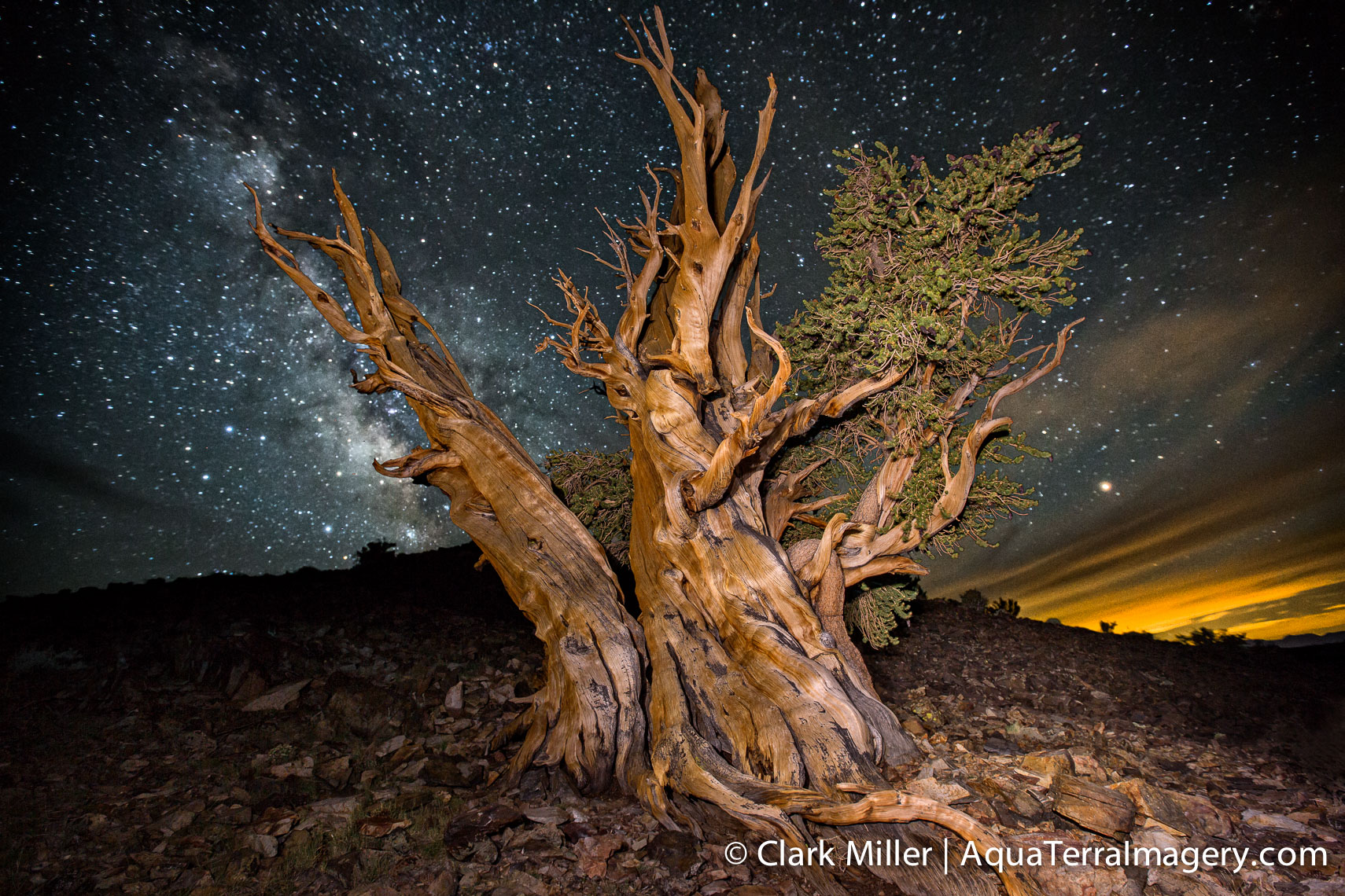 Bristlecone Pine Forest July 2014 1378 4web