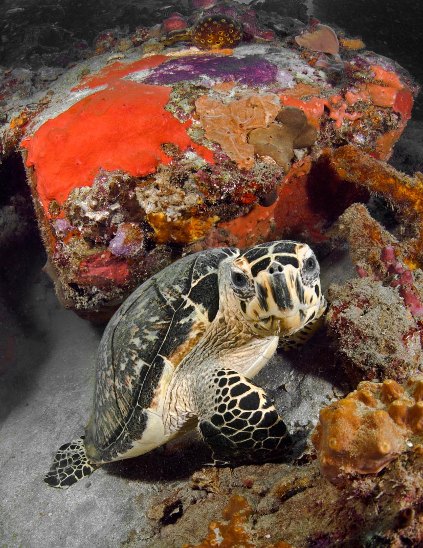 Dominica-Underwater-015-4w.jpg