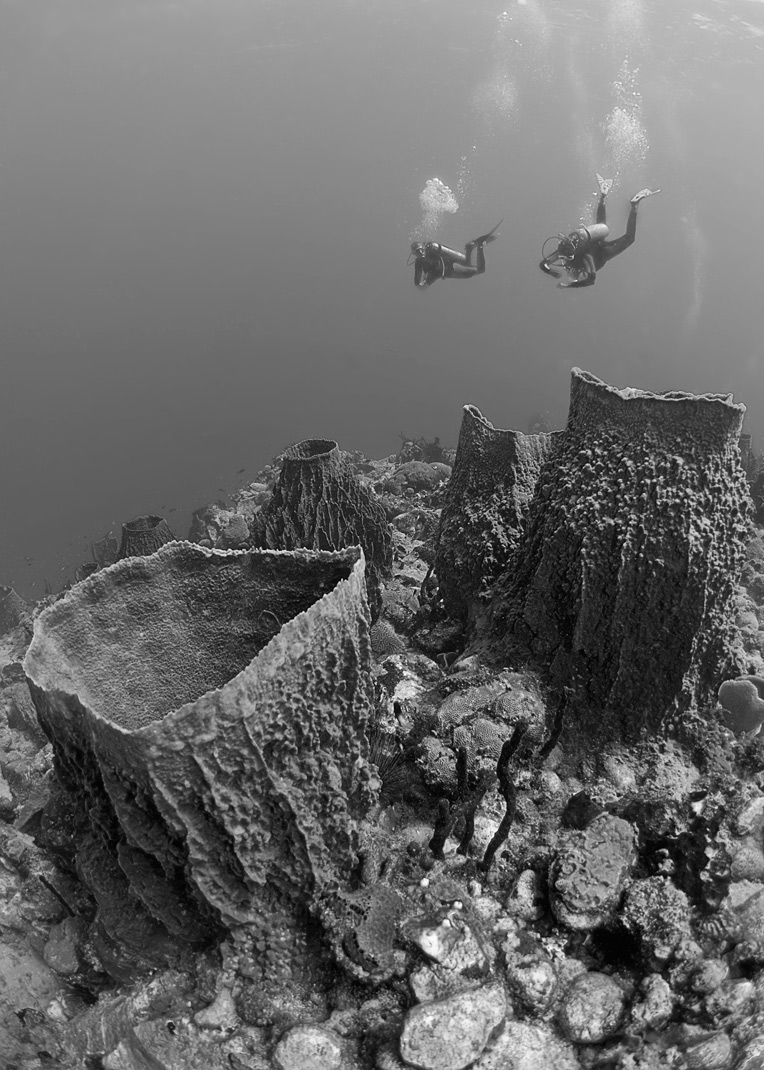 Dominica-Underwater-313-4w.jpg