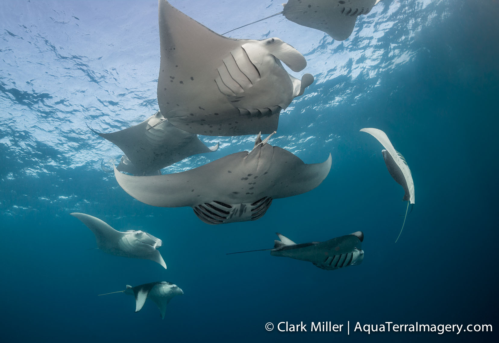 Hanifaru Bay_1002 4web.jpg