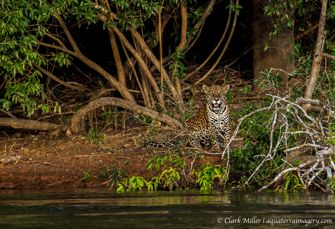 PANTANAL_2610 4 web.jpg