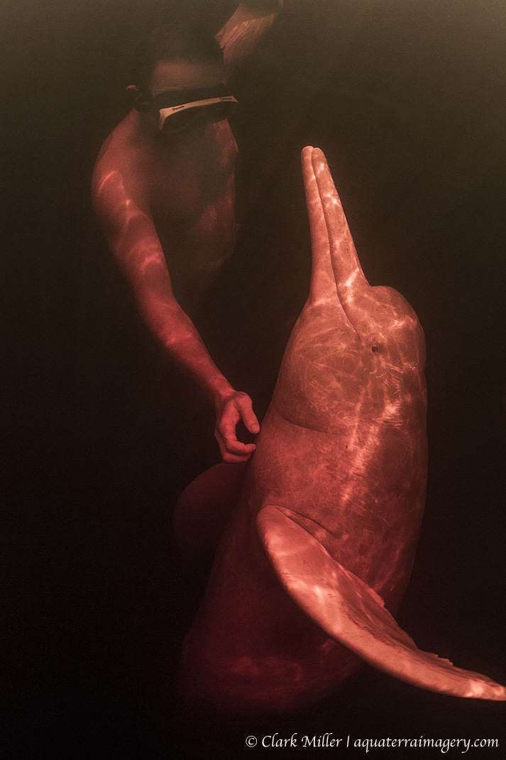 PINK DOLPHIN_1354 4 web.jpg