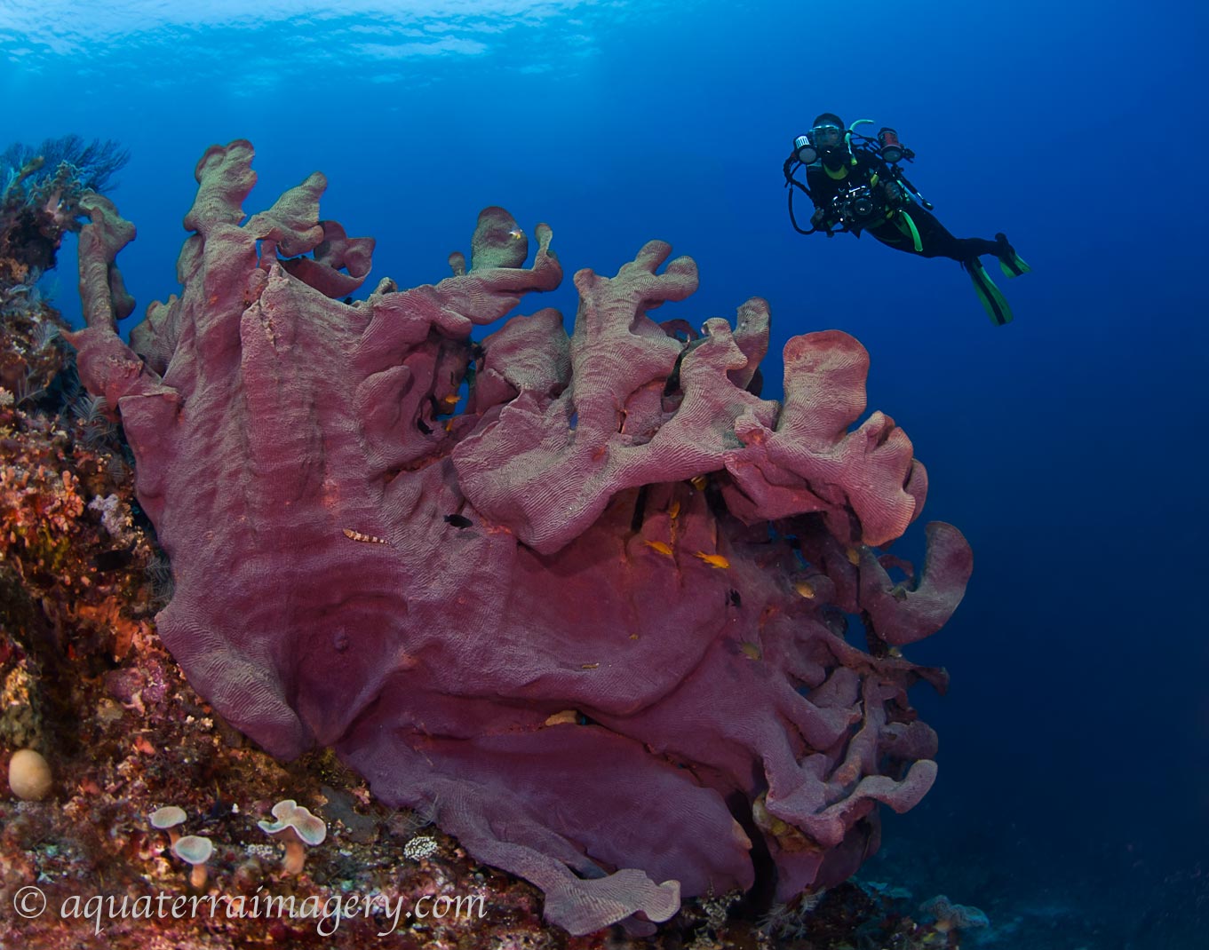 SOLOMAN ISLANDS UNDERWATER 083 4W.jpg