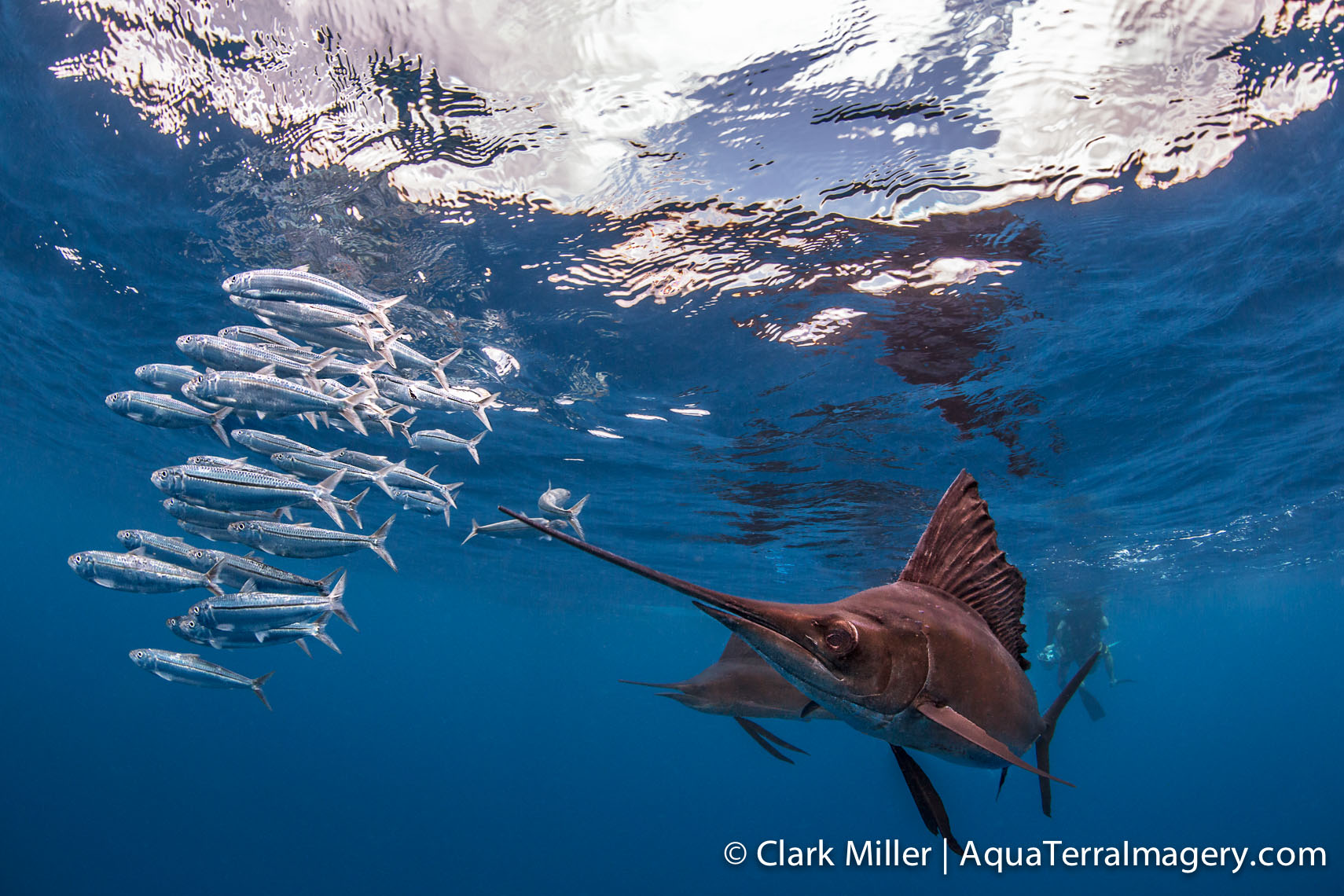 Sailfish 087 4web