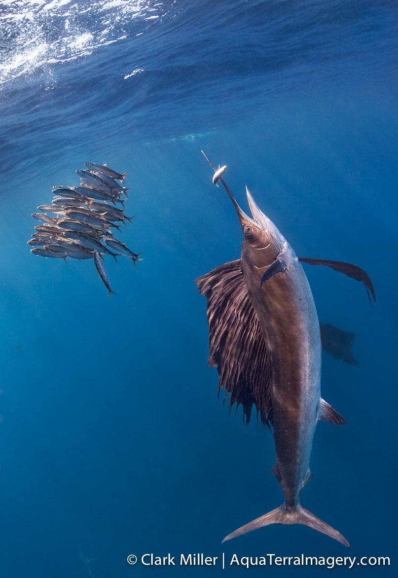 Sailfish 360 4web