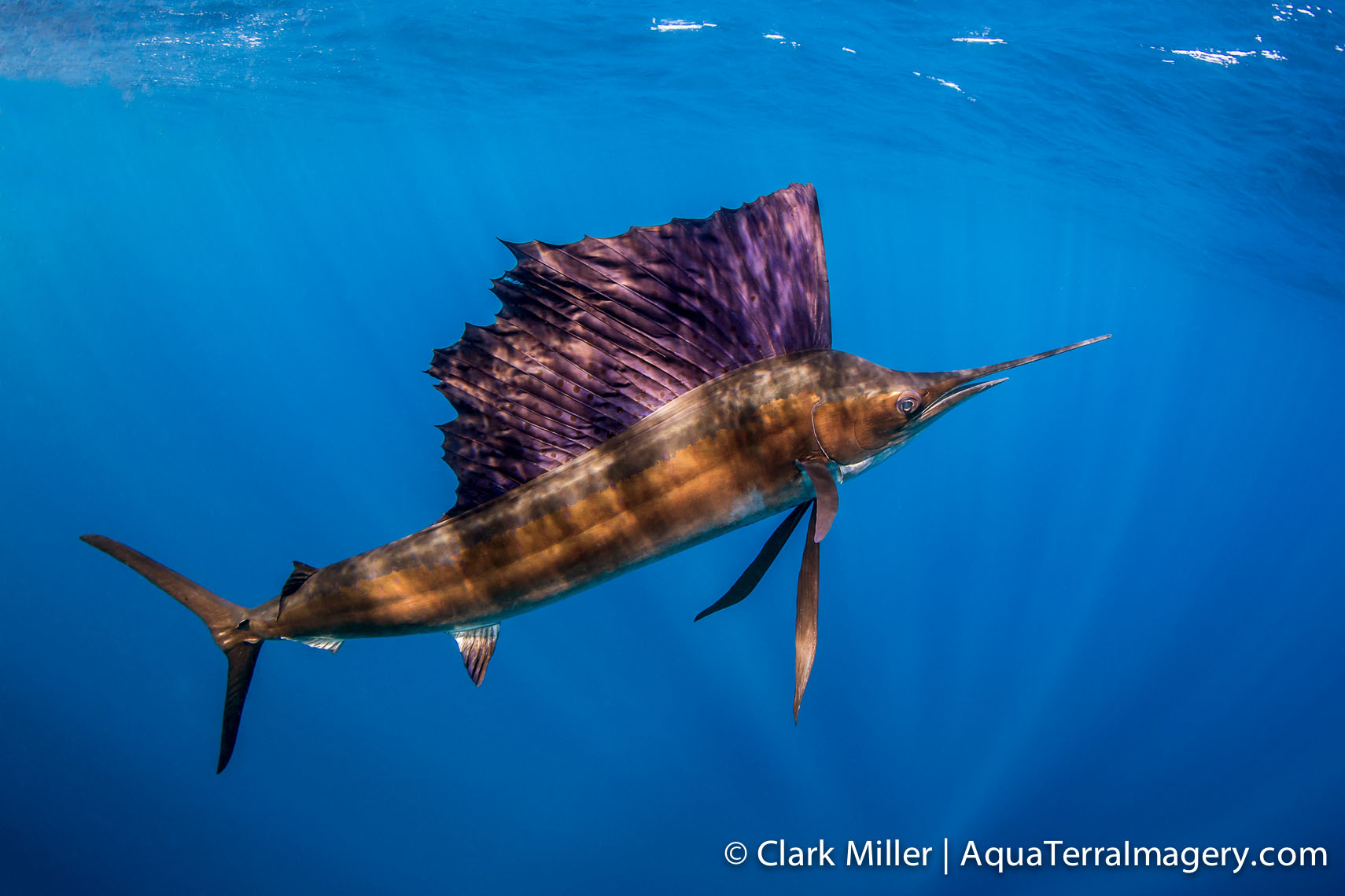 Sailfish