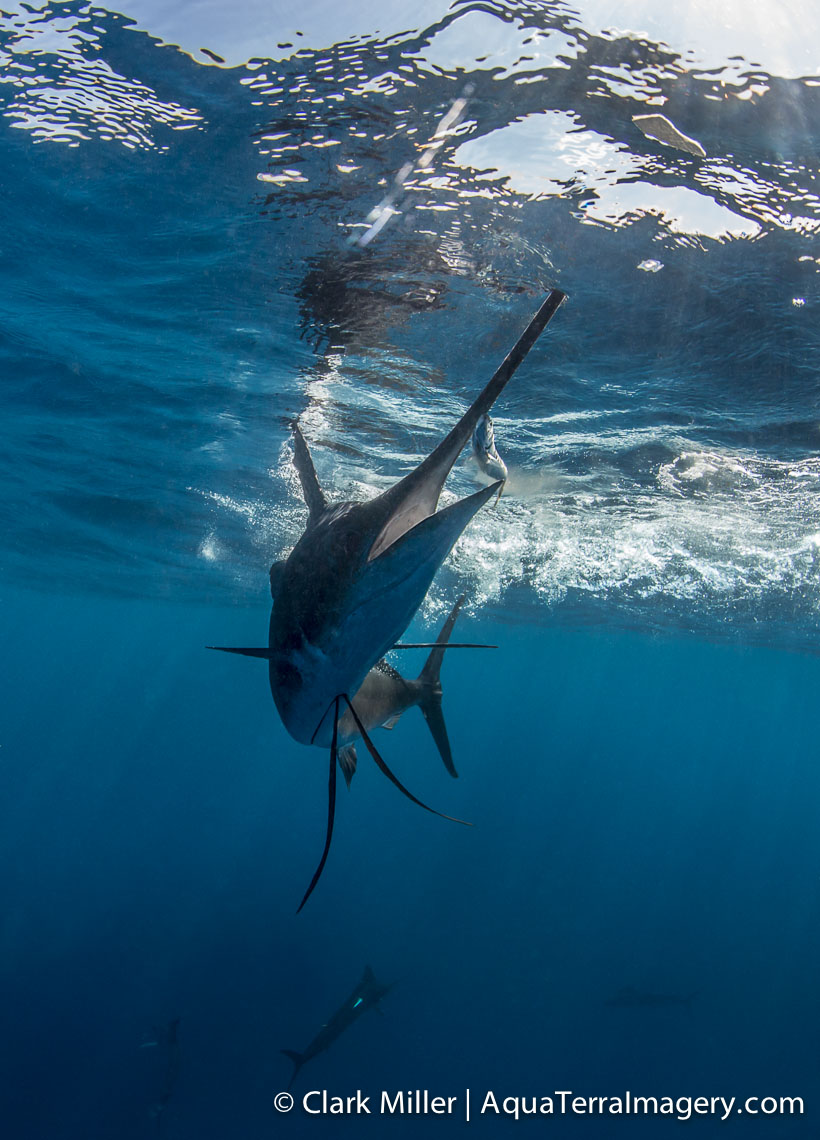 Sailfish 392 4web