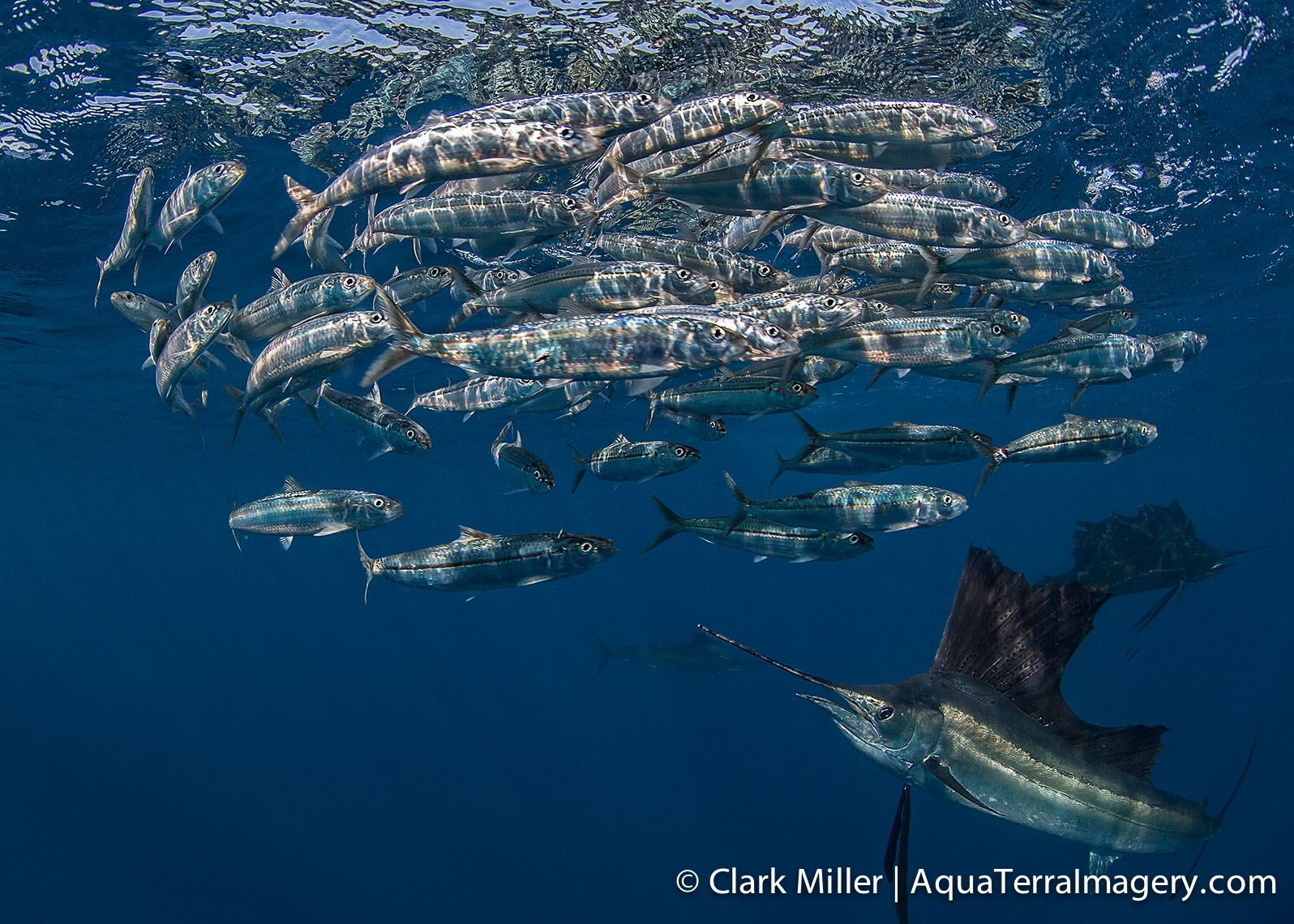 Sailfish 770 4web