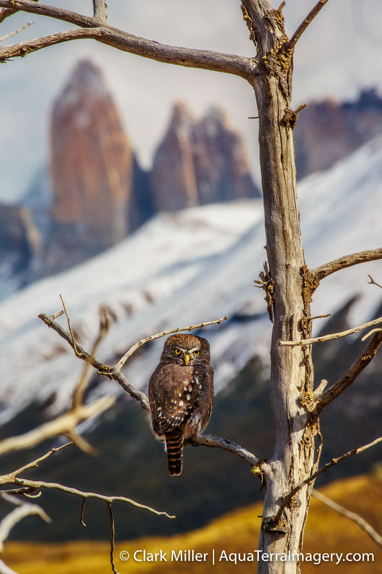 Torres del Paine 1451 4web