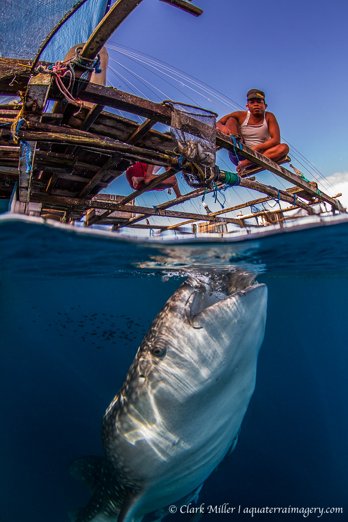 WHALESHARK SPLITS_3665 4 web.jpg